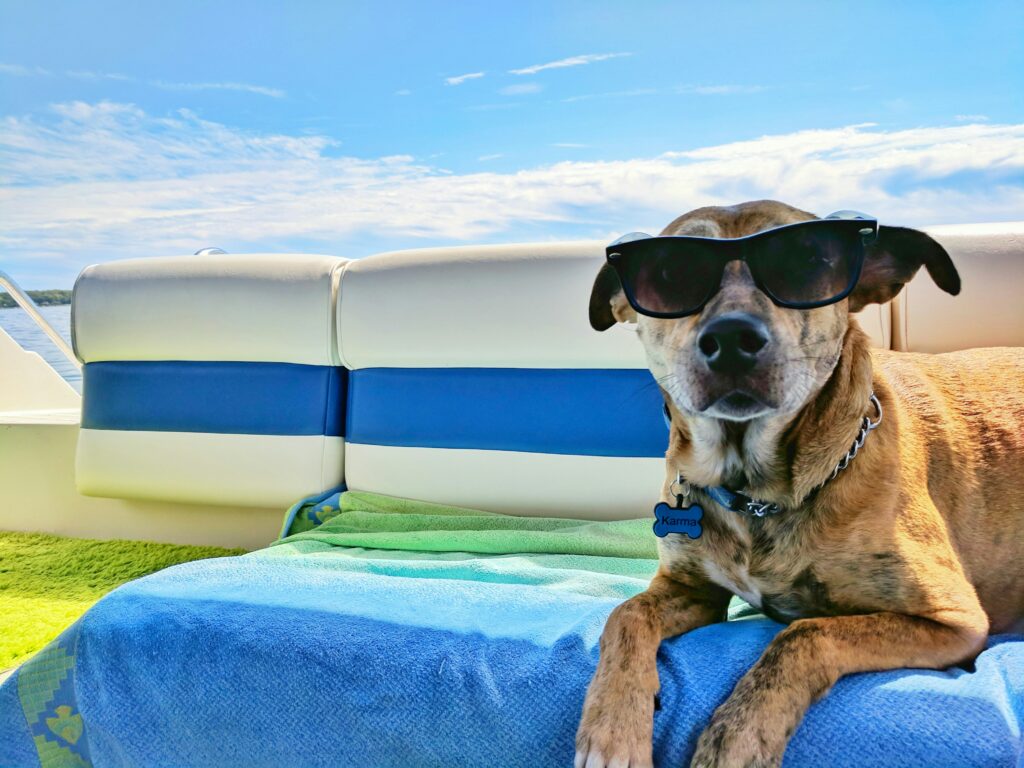 Cute dog with sunglasses on a boat